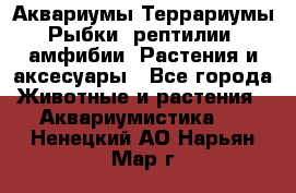 Аквариумы.Террариумы.Рыбки, рептилии, амфибии. Растения и аксесуары - Все города Животные и растения » Аквариумистика   . Ненецкий АО,Нарьян-Мар г.